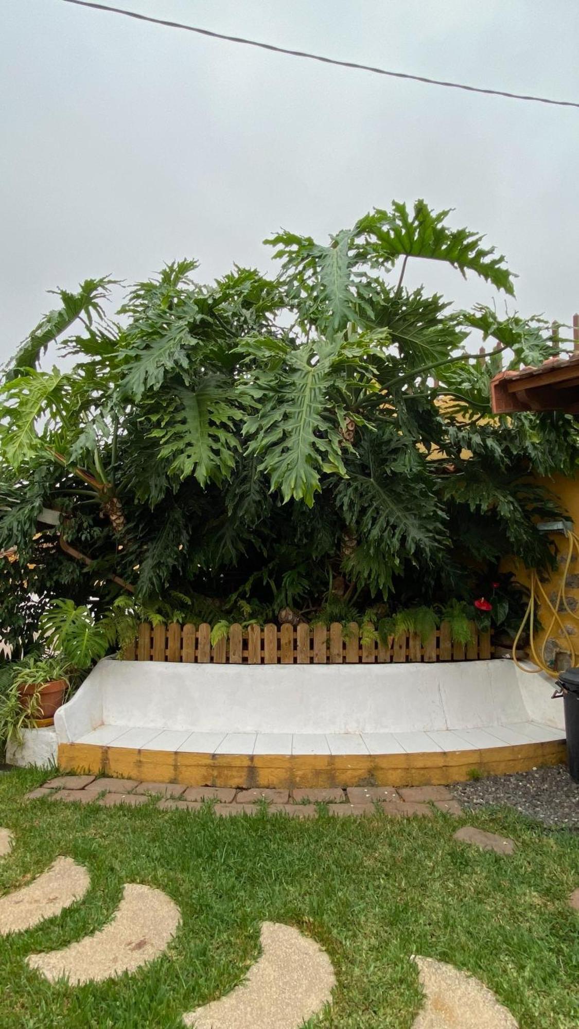 Casa Rural La Ganania Los Realejos Exteriér fotografie